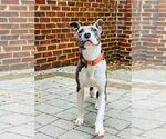 Small #14 American Pit Bull Terrier Mix