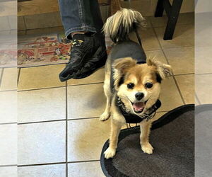 Pomeranian Dogs for adoption in Spring Lake, NJ, USA