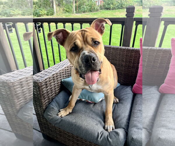 Medium Photo #1 Bullboxer Pit Puppy For Sale in Princeton, MN, USA