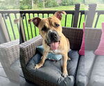 Small Bullboxer Pit