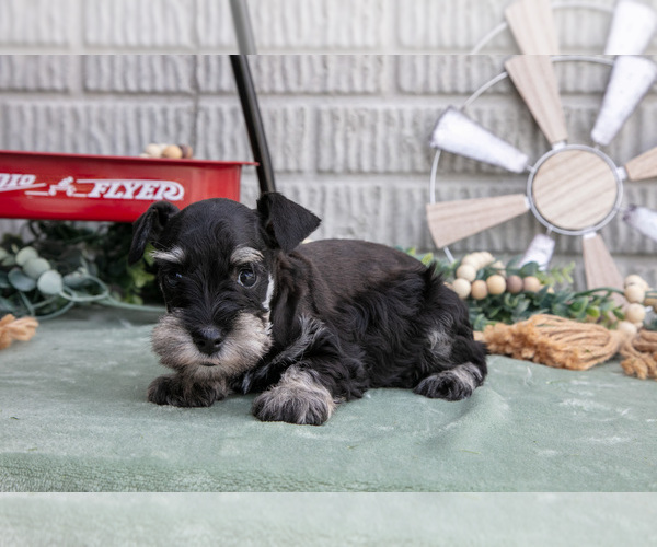Medium Photo #10 Schnauzer (Miniature) Puppy For Sale in BALTIC, OH, USA