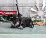 Small Photo #10 Schnauzer (Miniature) Puppy For Sale in BALTIC, OH, USA