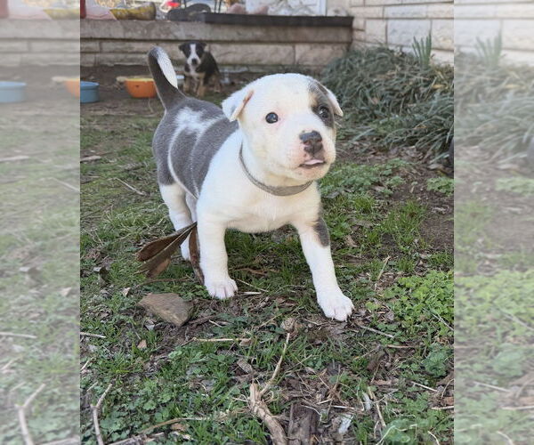 Medium Photo #7 Australian Shepherd-Unknown Mix Puppy For Sale in OKLAHOMA CITY, OK, USA