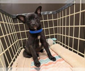 Mutt Dogs for adoption in Moreno Valley, CA, USA