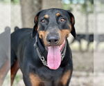 Small #1 Doberman Pinscher