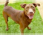 Small #1 Labrador Retriever