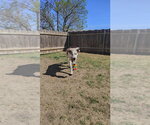 Small #6 Labrador Retriever Mix