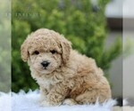 Small Photo #1 Bichpoo Puppy For Sale in BIRD IN HAND, PA, USA