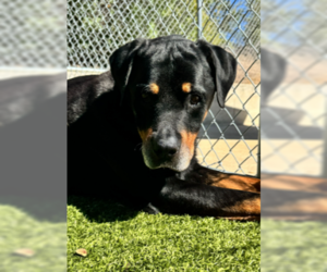 Rottweiler Dogs for adoption in Hillsboro, NH, USA
