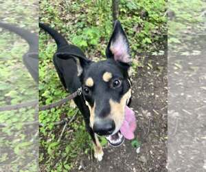 Mutt Dogs for adoption in Hinton, WV, USA