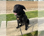 Small #3 Labrador Retriever Mix