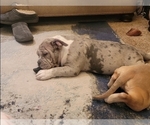 Small Photo #13 American Bully Puppy For Sale in MARTELL, NE, USA