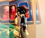 Small Photo #3 Siberian Husky Puppy For Sale in WILDOMAR, CA, USA