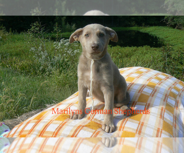 Medium Photo #6 German Shepherd Dog Puppy For Sale in PIEDMONT, MO, USA