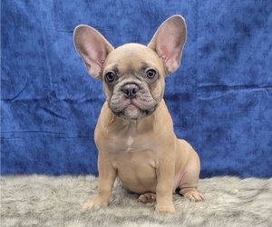 French Bulldog Puppy for sale in BLAKESBURG, IA, USA