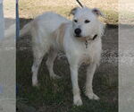Small Photo #2 Airedale Terrier-Irish Terrier Mix Puppy For Sale in Bandera, TX, USA