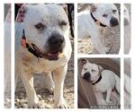 Small #1 American Staffordshire Terrier Mix
