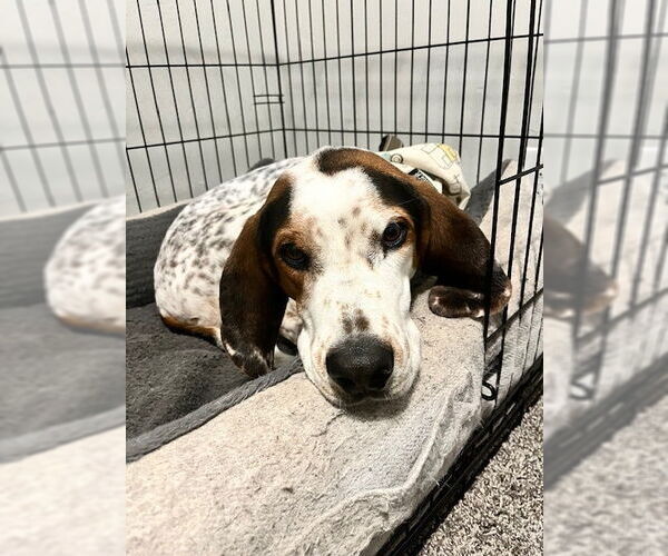 Medium Photo #3 Mutt Puppy For Sale in Sandy, UT, USA