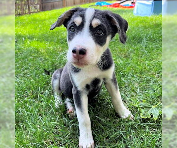Medium Photo #2 Siberian Husky-Unknown Mix Puppy For Sale in Omaha, NE, USA