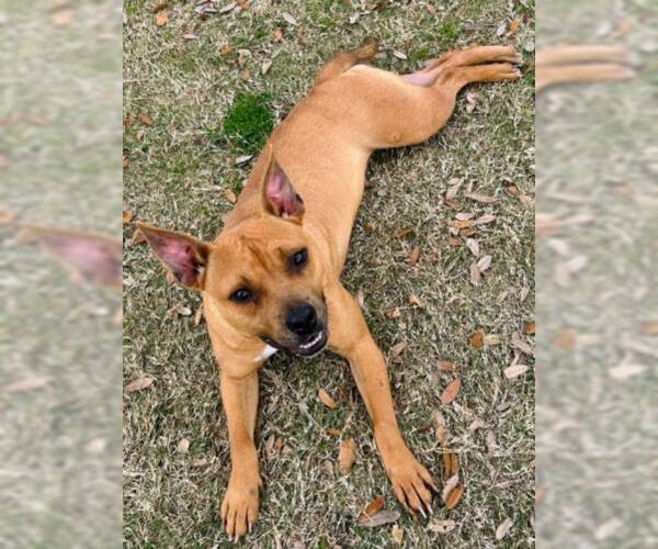 Medium Photo #1 Black Mouth Cur-Unknown Mix Puppy For Sale in Texas City, TX, USA