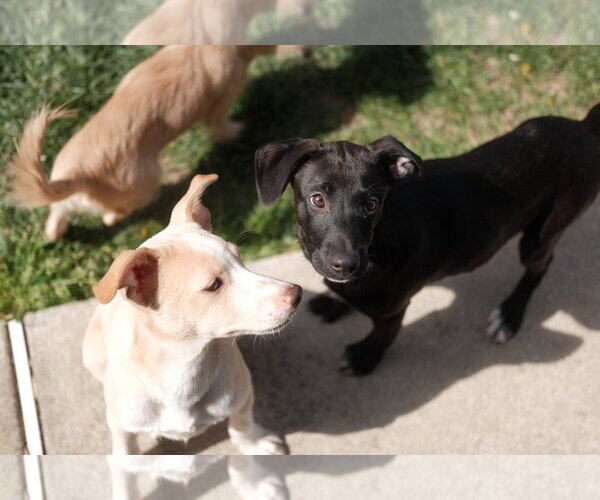 Medium Photo #4 Mutt Puppy For Sale in Virginia Beach, VA, USA