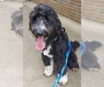 Small Photo #4 Aussiedoodle Puppy For Sale in COLUMBUS, OH, USA