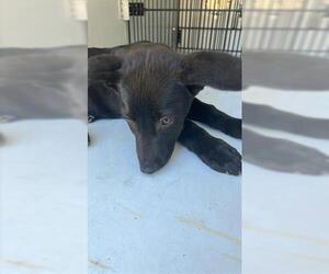 Shepradors Dogs for adoption in Houston, TX, USA