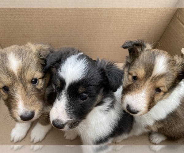 Medium Photo #2 Shetland Sheepdog Puppy For Sale in CHESAPEAKE, VA, USA