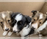 Small #1 Shetland Sheepdog