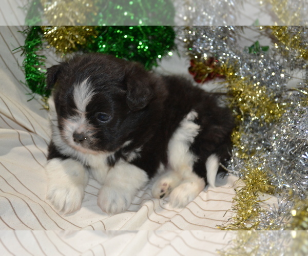 Medium Photo #3 Shiranian Puppy For Sale in GREENWOOD, WI, USA