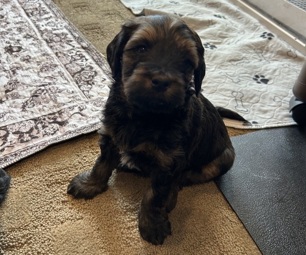 Medium Photo #30 Bernedoodle (Miniature) Puppy For Sale in HENDERSON, CO, USA