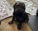 Small Photo #30 Bernedoodle (Miniature) Puppy For Sale in HENDERSON, CO, USA