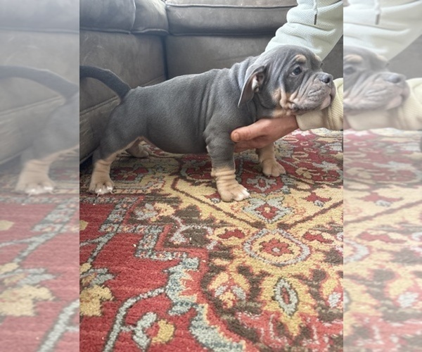 Medium Photo #13 American Bulldog Puppy For Sale in WINDSOR, CT, USA