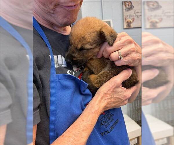 Medium Photo #1 Rhodesian Ridgeback Puppy For Sale in Stockton, CA, USA