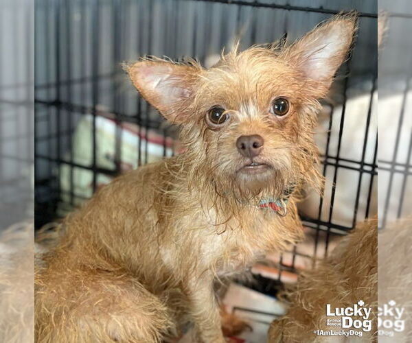 Medium Photo #1 Chihuahua-Unknown Mix Puppy For Sale in Washington, DC, USA