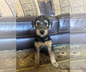 Airedale Terrier Puppy for sale in ORO VALLEY, AZ, USA
