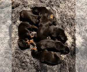Doberman Pinscher Puppy for Sale in HUNTSVILLE, Alabama USA