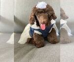 Small Photo #1 Poodle (Toy) Puppy For Sale in PALO ALTO, CA, USA