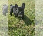 Puppy 1 French Bulldog