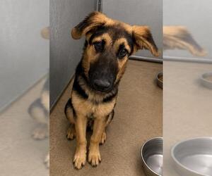 German Shepherd Dog Dogs for adoption in HESPERIA, CA, USA