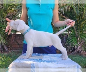 Dogo Argentino Puppy for sale in KIHEI, HI, USA