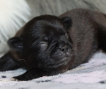 Small Photo #74 Pug Puppy For Sale in WINNSBORO, TX, USA