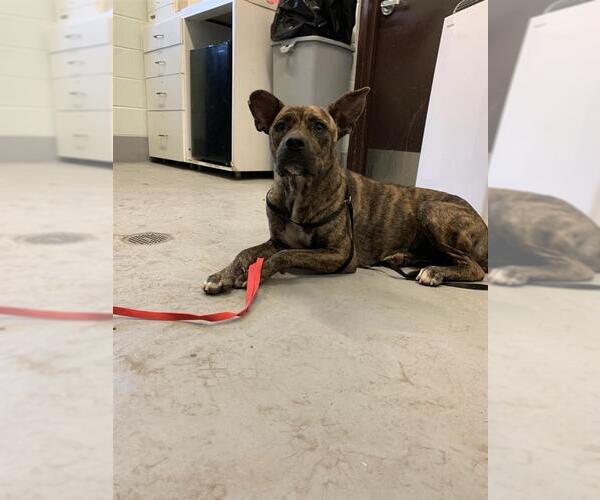 Medium Photo #1 - Mix Puppy For Sale in Corpus Christi, TX, USA