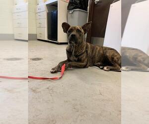- Mix Dogs for adoption in Corpus Christi, TX, USA