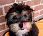 Small Photo #8 Morkie Puppy For Sale in YPSILANTI, MI, USA