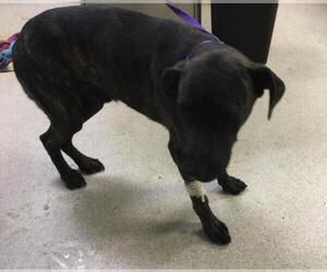 Mutt Dogs for adoption in Riverside, CA, USA