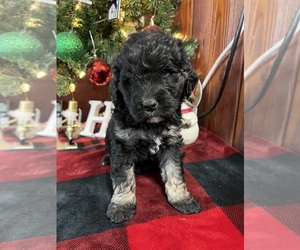 Goldendoodle Puppy for sale in MARYVILLE, MO, USA