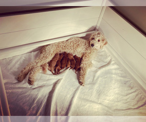 Mother of the Goldendoodle puppies born on 11/04/2022