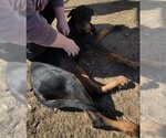 Small Photo #3 Doberman Pinscher-Unknown Mix Puppy For Sale in Coralville, IA, USA