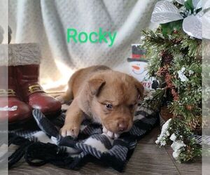 American Pit Bull Terrier-Siberian Husky Mix Puppy for sale in CHARLES CITY, IA, USA